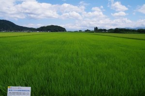 1-これぞ日本の田んぼ