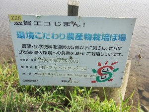 3-彦根田植え4