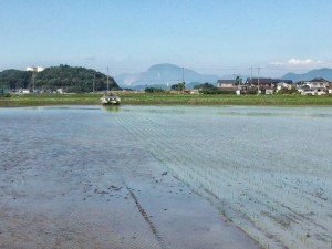 2-彦根田植え1