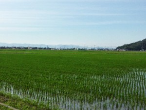 5-彦根田植え3