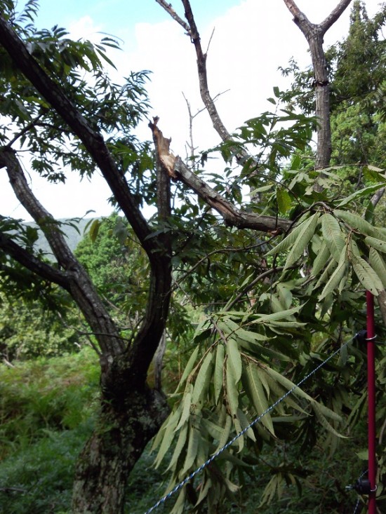 1_台風被害