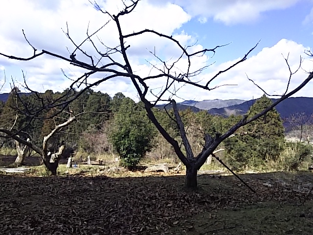 津村屋