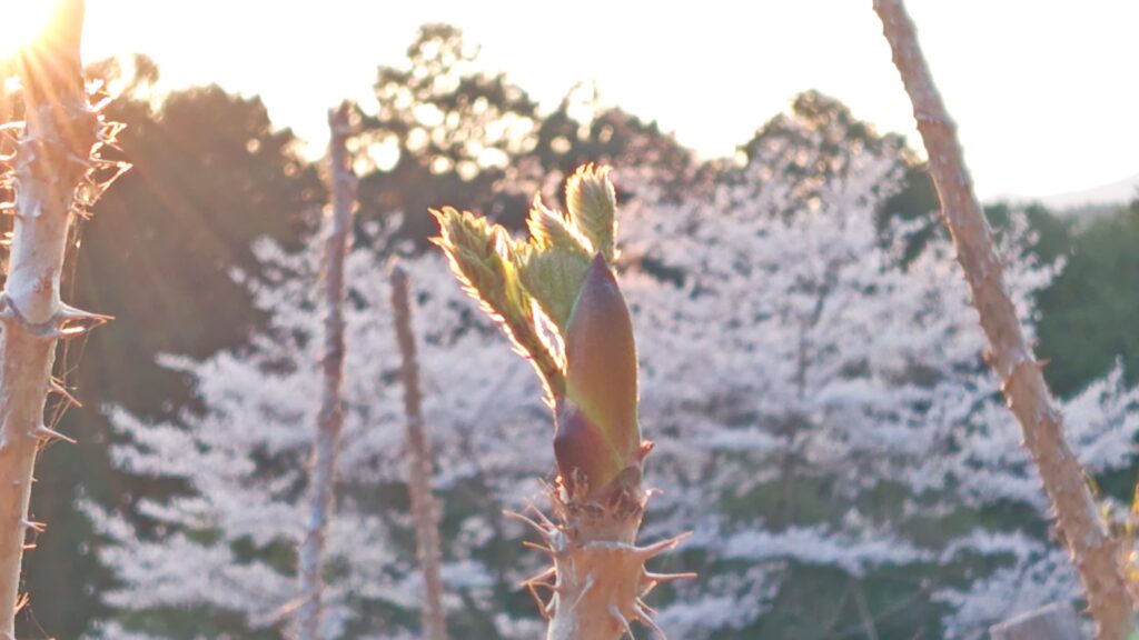 タラの芽2026